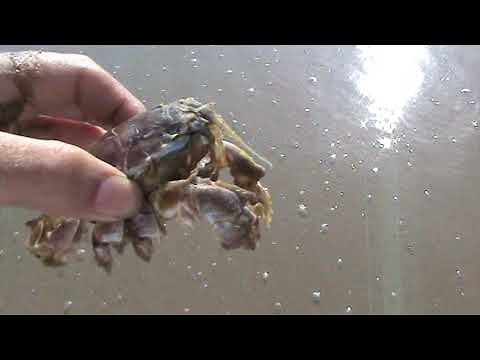 Giant Sand Crab / Sand Flea Found.