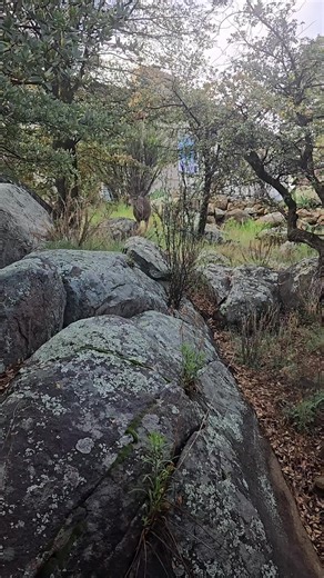 Come take a moment with me🦌 #nature #deer #woods #travel #beauty | Nature