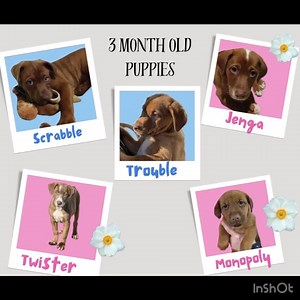 With so many dogs in rescue it may be confusing as to who is looking for their forever home aka availiable for adoption. Today's video highlights our current adoptable dogs, more details on each dog can be found on our website https://dudobes.org/adopt/available-dogs/ and Petfinder https://www.petfinder.com/member/us/oh/aurora/doberman-underground-oh1129/ Please share this post and help us get these dogs into loving homes! This will allow us to save more dogs that are sitting in shelters or need