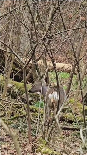 Frohe und gesegnete Ostern✝️ Hohe Schrecke Landschaftsschutzgebiet