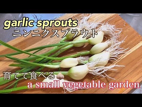 ニンニクスプラウト🧄作って食べる。他にも埋めたり育てたり✌️