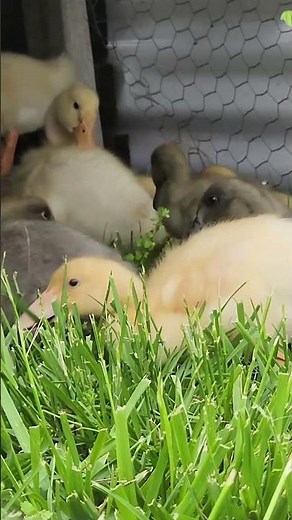 Cayuga & Pekin ducklings love fresh grass 🐥🌱