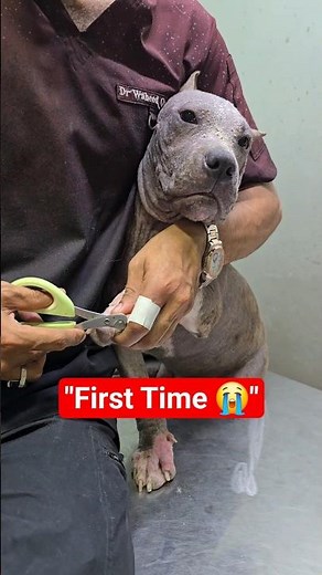 First Time Nail Trimming 🐕 American Bully Puppy 🐶 #americanbully #pitbull #shorts