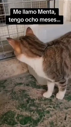 Protectora Amics dels Animals del Segrià on Instagram: "Esta es Menta, una muñequita dulce, juguetona y muy cariñosa de casi nueve meses que está deseando encontrar el calor de un verdadero hogar. Llegó a la protectora tras perder a su humana cuando era solo una cachorrita y, aunque al principio no entendía nada, pronto nos conquistó a todos con su increíble carácter. Al ser una gatita joven y sociable, Menta busca una familia donde ya viva otro gato o un hogar que esté dispuesto a adoptar a dos