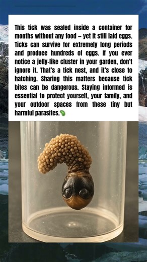 This Is What a Tick Nest Looks Like — Don’t Ignore It ⚠️ 🇱🇷