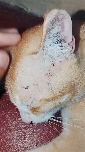 oh no.look what happened to cheetooo.☹️😔