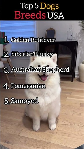 Top 5 Most Beautiful and Popular Dog Breeds in America