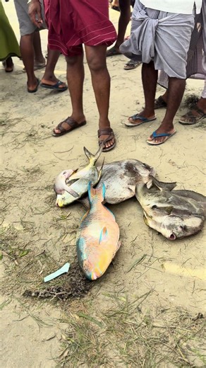 Parrot fish auction #fishing #seafood #seavalinokkam #fish #food #seafoodrecipes