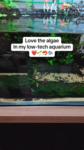 小鱼仔sm9llfish on Instagram: "I actually love the algae in my low-tech aquarium ❤️🌱🦐🐟 It adds to the natural look and makes the tank feel more alive. I believe this is Cladophora algae. I perform weekly maintenance to manually remove it, simply using my fingers to pluck clumps that I feel are getting too big. Like & follow for more updates 💚☘️🍀🦐🐟 #lowtechtank #aquarium #plantedtank #algae #aquariumhobby"