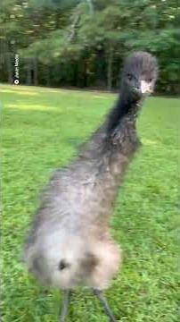 Hilarious emu gets the zoomies