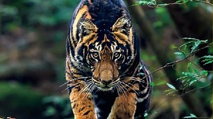India’s Rare Black Tiger Features on National Geographic Magazine Cover