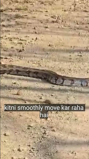 Massive Python Found in Jungle 🐍 | #wildlife# Short