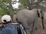 Hilarious moment elephant scratches its butt on a safari car
