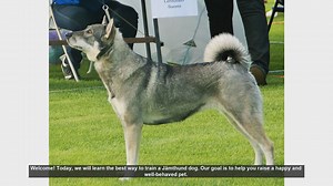 Ultimate Guide to Training Your Jämthund Dog