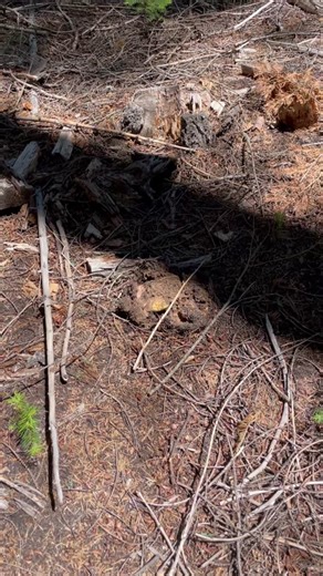 Big golden Butter Boletes bursting forth from the ground. This species (B. primiregius) is mycorrhizal with Fir (Abies) and grows in alpine habitats. Description: Red caps, bright yellow pores that stains blue, yellow flesh that stains erratically blue when cut. They are delicious edible culinary mushrooms with a meaty texture and nutty flavor. #butterbolete #butyriboletus #shrump #mycology #mushroomhunter #wildmushrooms #mycology #foraging #naturetok #mushtok #mycotok #mushrooms