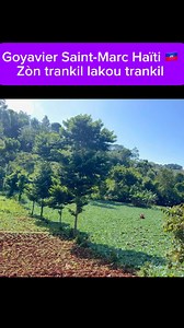 Goyavier Saint-Marc Haïti 🇭🇹 | Agriculture Lakay