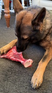 Join me in wishing our Finley a happy birthday, he’s had a lovely day in the sun today and now enjoying his presents 🐾 #FabulousFinn #birthday #germanshepherd | Fabulous Finn