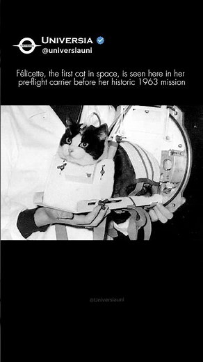 The First Cat in Space: Félicette’s Story! 🐈‍⬛🚀