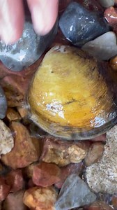 79K views · 1.1K reactions | Shell pearls underwater | Brian Freeman A | Facebook