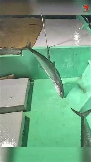 King Fish Caught Using Sardine Fish as Bait! #fishing #fishingvideo #fishingtime