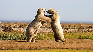 Watch Frozen Planet Season 1 Episode 4 - Autumn