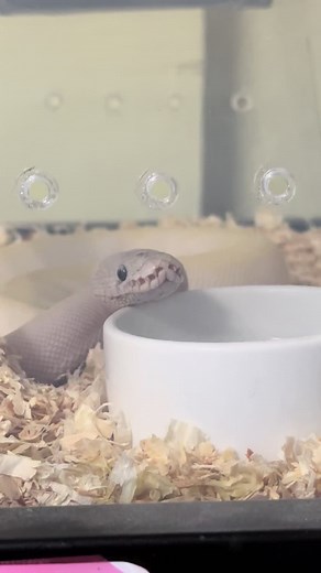 Nica Gutierrez on TikTok