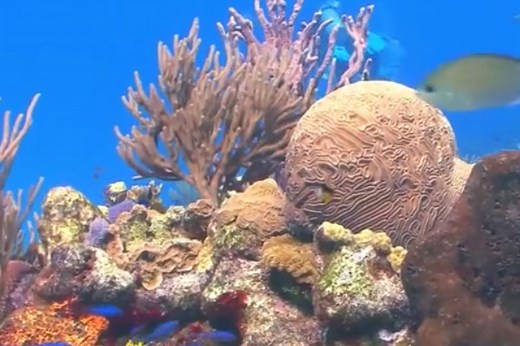 49 Clever Catchy Slogans for Coral Reefs