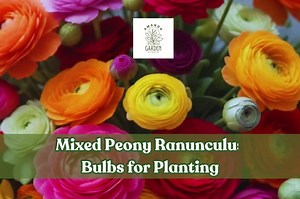 Mixed Peony Ranunculus Bulbs: Assorted Colors, Spring Blooms - Ships From Iowa - Etsy