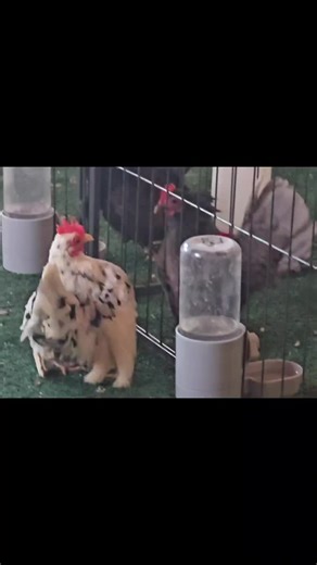 Perdita causing more drama 🙄 #birdsoftiktok #seramachicken #serama #chickensoftiktok🐔 #chickensoftiktok🐔chickenmom #funny #hen