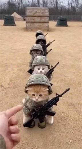 Army Kittens