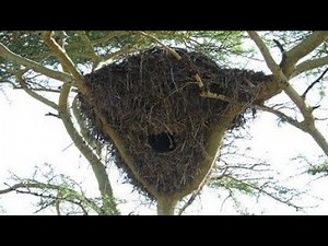 Hamerkop's Mega-Nest: The World's Most Impressive Bird Home?