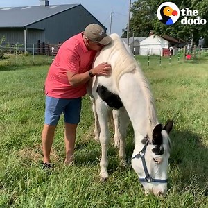 7.5M views · 242K reactions | When this guy heard about a horse in trouble, he got right in his car ❤️ | The Dodo | Facebook