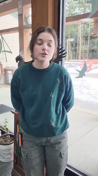 9.4K views · 348 reactions | Help protect our feathered friends from window strikes! Unfortunately, birds often mistake reflections for open space, leading to collisions. But we can make a difference by installing window decals, applying film, or closing blinds to make windows more visible to birds. Let's take action to prevent unnecessary collisions and keep our skies safer for birds! #BirdSafety #PreventCollisions | Alaska Raptor Center | Facebook