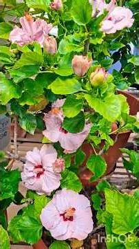 🔴ALL DOUBLE PETAL HIBISCUS FLOWERS #GARDEN #HIBISCUS #GARDENING #LIFEISBUTADREAM #PLANTS.