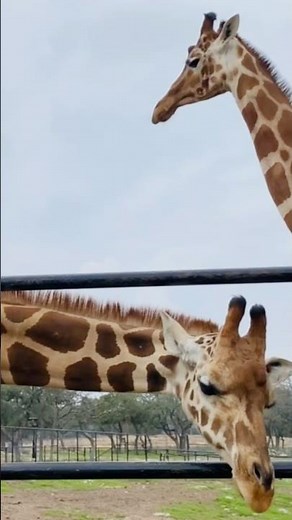 Visiting Natural Bridge Wildlife Ranch #sanantonio #texas