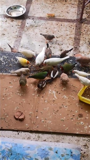 Jammu finch zebra finch golden Java white Java #facts #shortvideo #youtubeshorts #birds