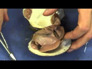 Mussel Dissection‬ YouTube