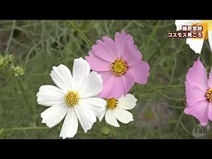 藤原宮跡 コスモス見ごろ