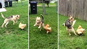 Unlikely friends: Chicken and dog play adorable game of chase