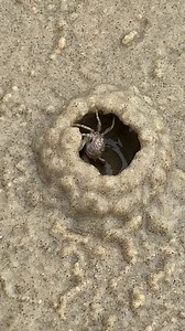 32K views · 244 reactions | A crab's impressive quick home building!呂 | Viral Stories | Facebook