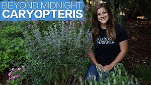 59K views · 2.1K reactions | 'Beyond Midnight' Caryopteris  | Garden Answer | Facebook