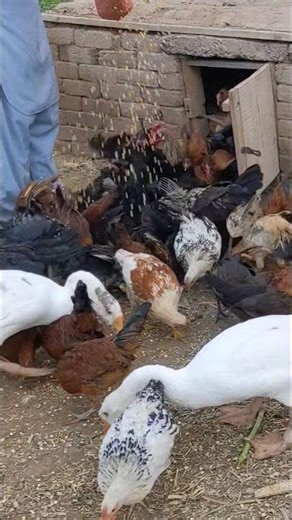 Morning feeding time chicken | Relaxing sounds #freerangechickens #relaxation #chicken #roosterfarm