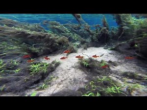 Serpae tetras in the wild