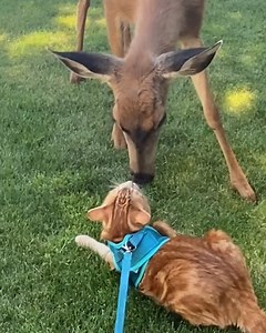 497K views · 38K reactions | Wild deer meets curious cat 歷 | Love This | Facebook