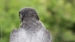 Peregrine falcon bird of prey, falco peregrinus, African sub species