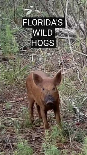 Wild Hog Facts and Grunt Sounds