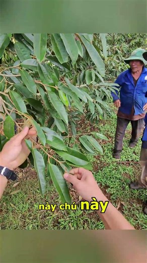 Kéo Đọt Cùng Bông Tại Krông Ana | Nông Nghiệp TKA