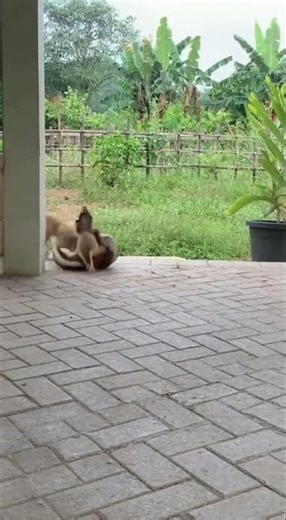 Ring doorbell footage shows puppy saving hen from huge python