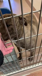 1K views · 83 reactions | Carter has been waiting for a home for 83...