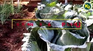 1.7K views | #agribusinesstalk | Agribusiness Media | Facebook